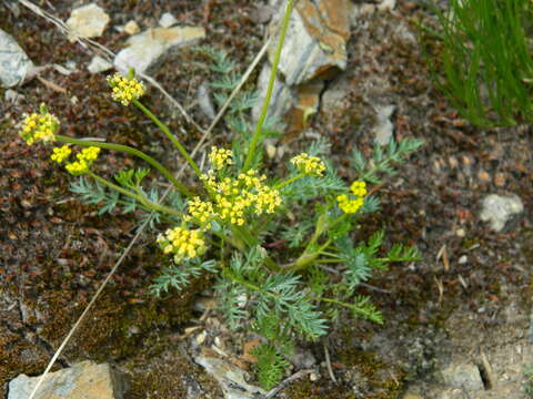 Image of Sandberg's biscuitroot