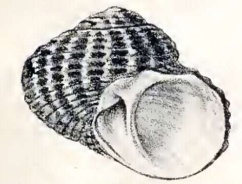 Image de Lunella undulata (Lightfoot 1786)