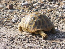 Image of Hermann's Tortoise