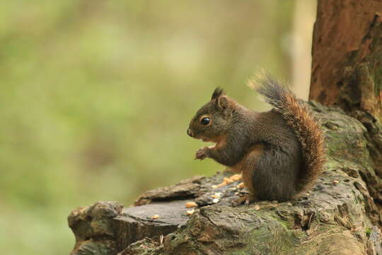 Image de Tamiasciurus douglasii (Bachman 1839)