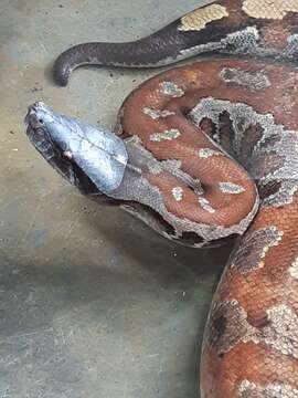 Image of Blood Python