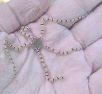 Image of Reticulated brittle star
