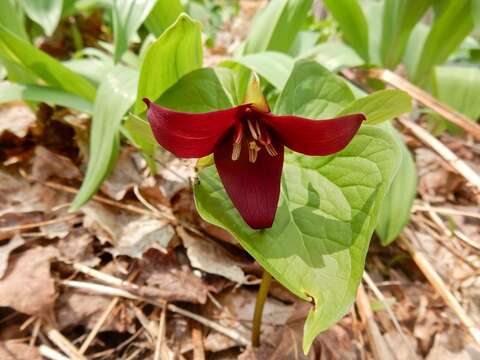 Image of red trillium