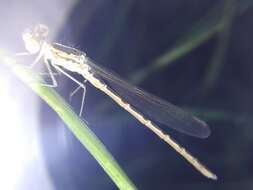 Image of Siberian Winter Damsel