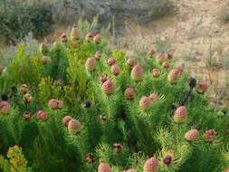 Image of Leucadendron teretifolium (Andrews) I. Williams