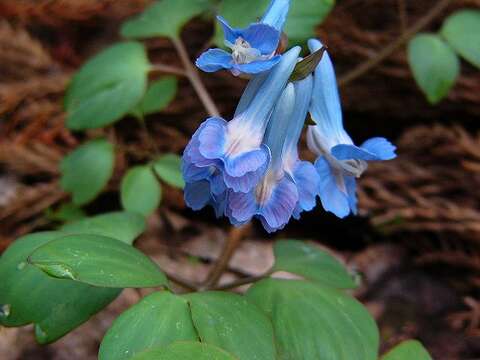 Image of Corydalis ambigua Cham. & Schltdl.