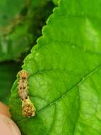 Image de Bombyx mandarina formosana (Matsumura 1927)