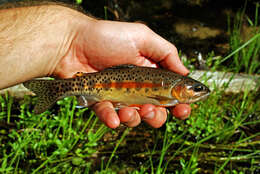 Image of Golden trout