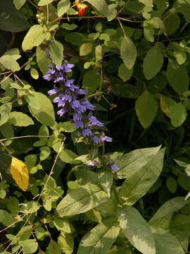 Слика од Lobelia siphilitica L.