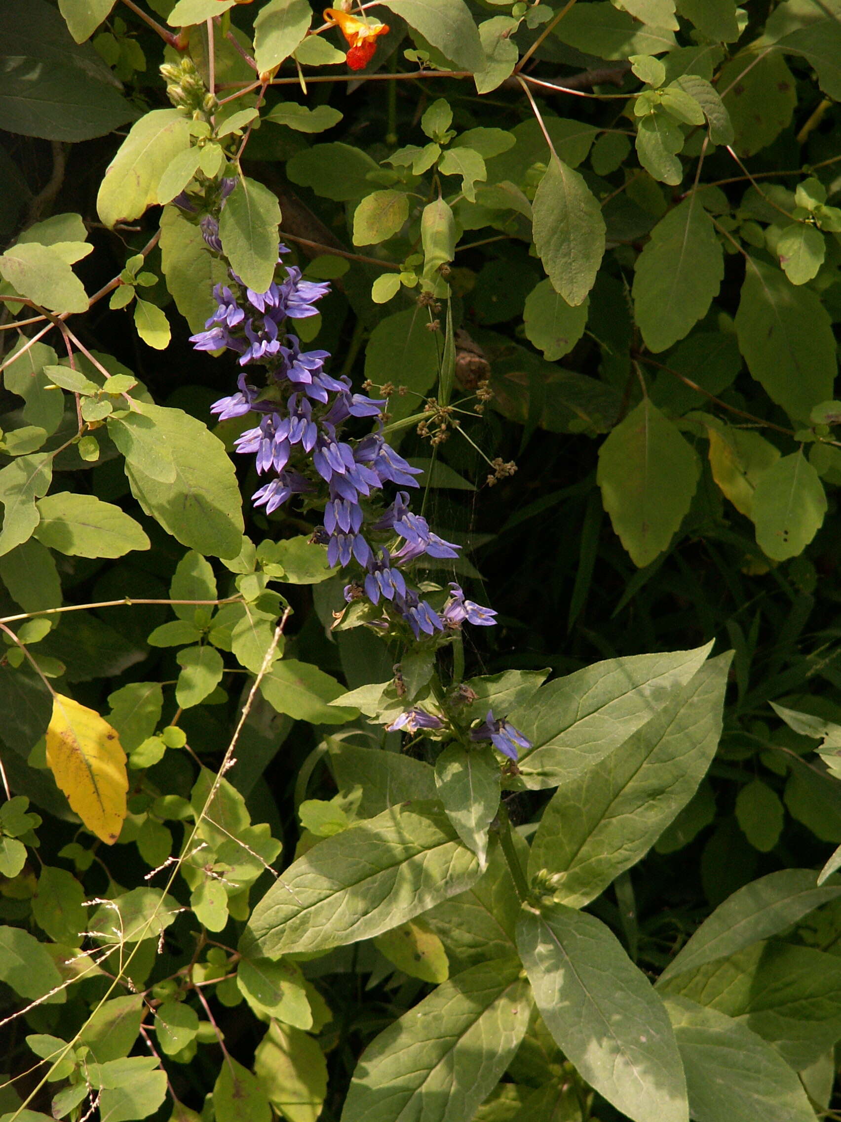 Image of blue cardinal flower