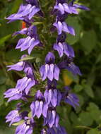 Image of blue cardinal flower