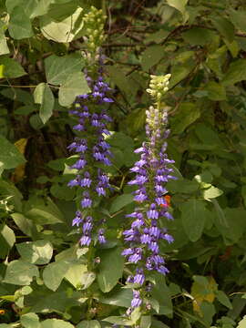 Слика од Lobelia siphilitica L.