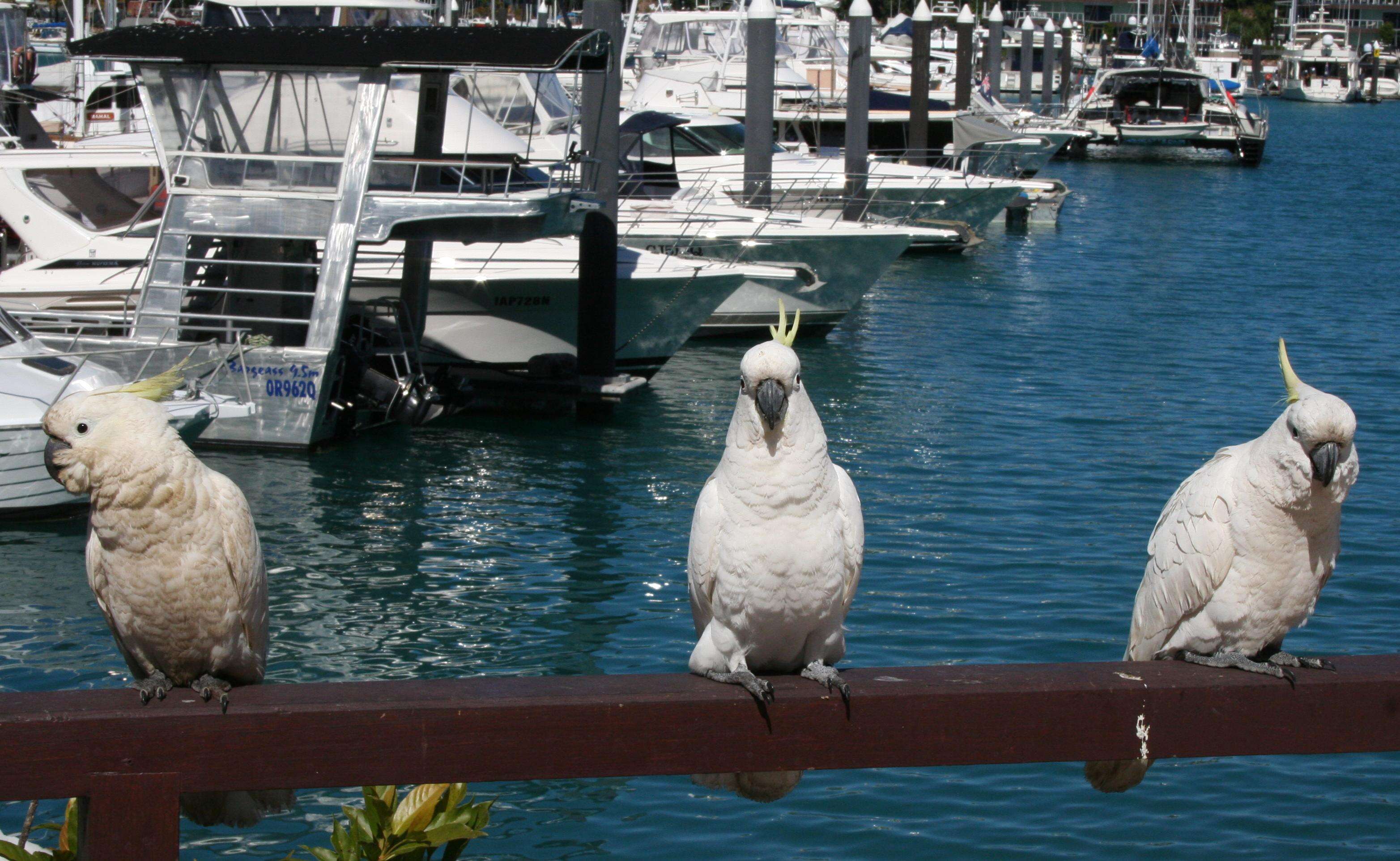 Image of Sulphur-crested Cockatoo