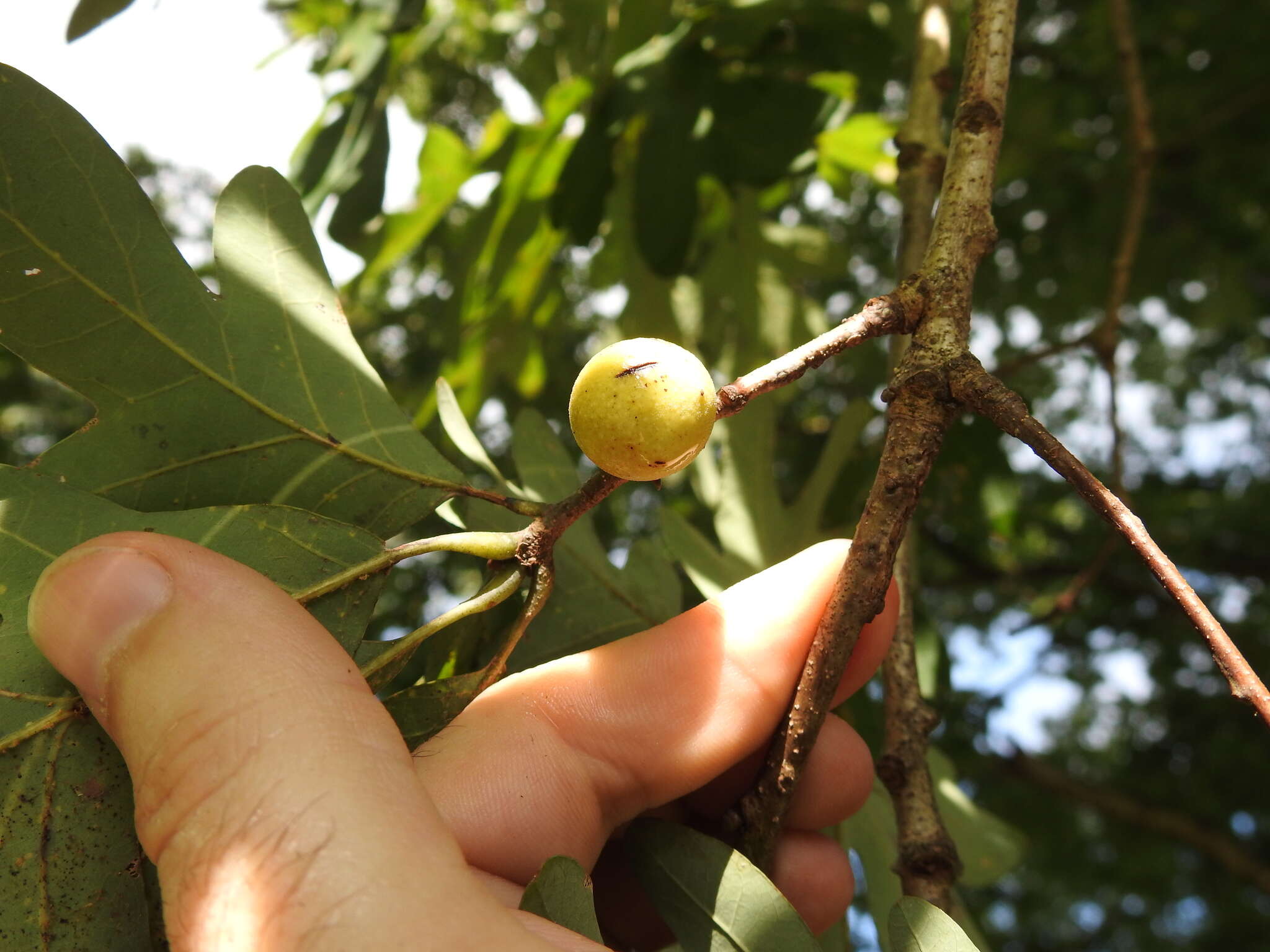 Image of Round Bullet Gall Wasp