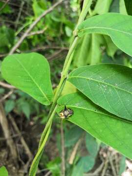 Image of Dorynota (Dorynota) aurita (Boheman 1862)