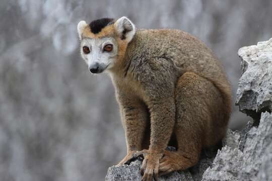 Image of Crowned Lemur