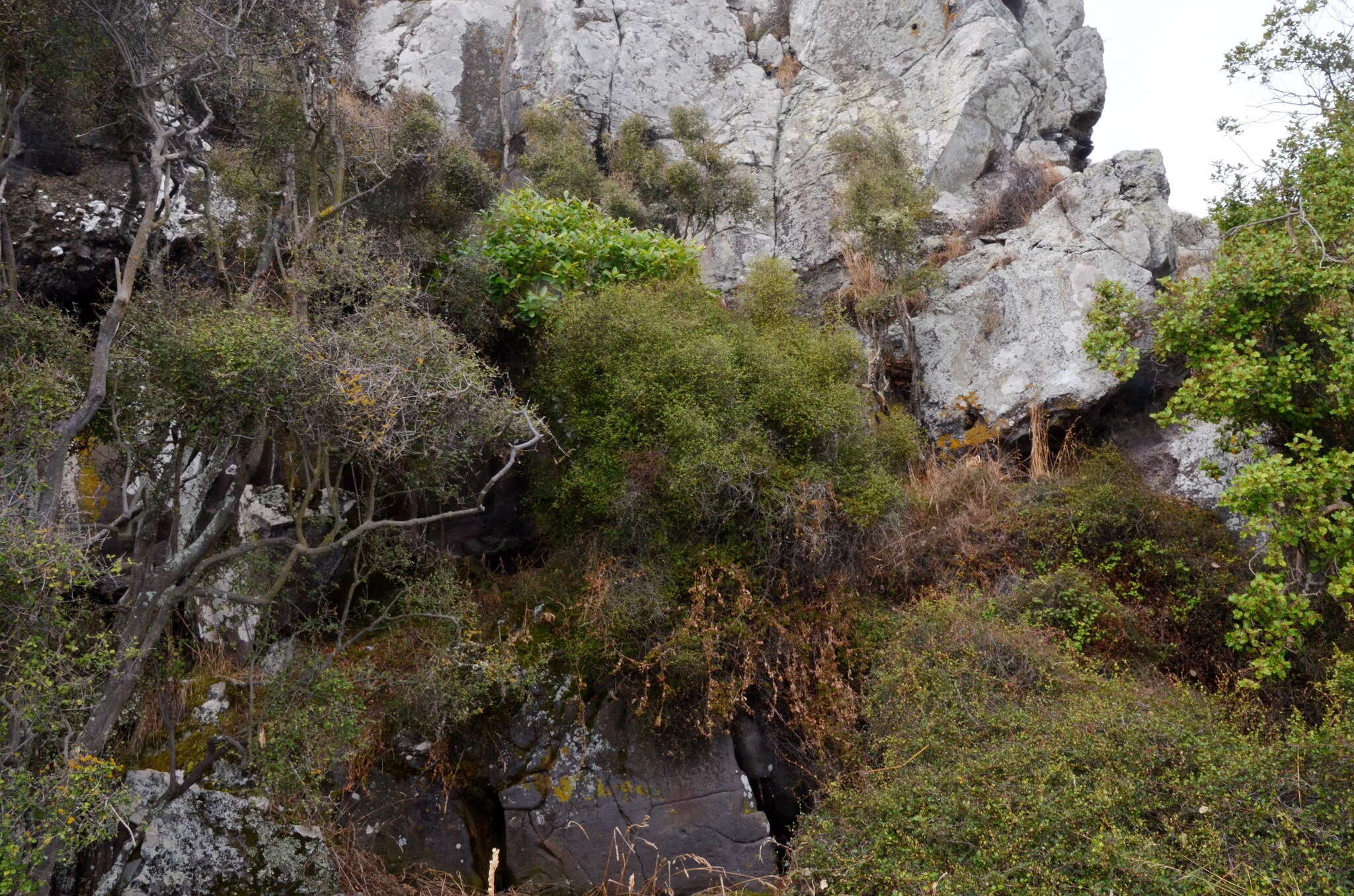 Image of Shrubby tororaro