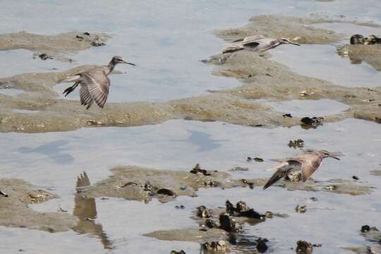 Image of Gray-tailed Tattler