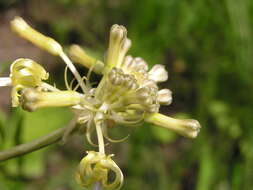 Imagem de Drimia sphaerocephala Baker