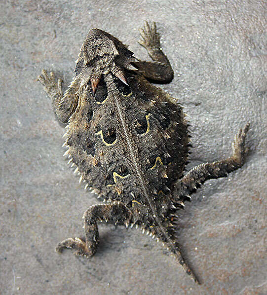 Image of Texas Horned Lizard
