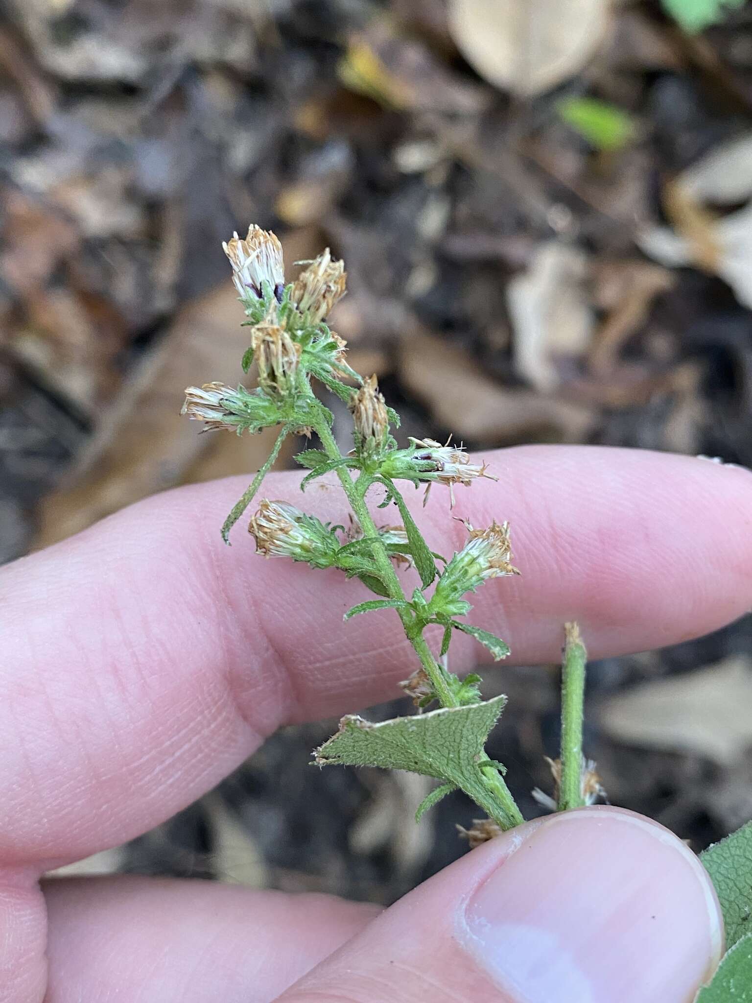 Image of Rayless Mock Goldenrod