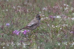 Image of Black-headed Mountain-Finch