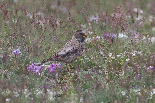 Image of Black-headed Mountain-Finch