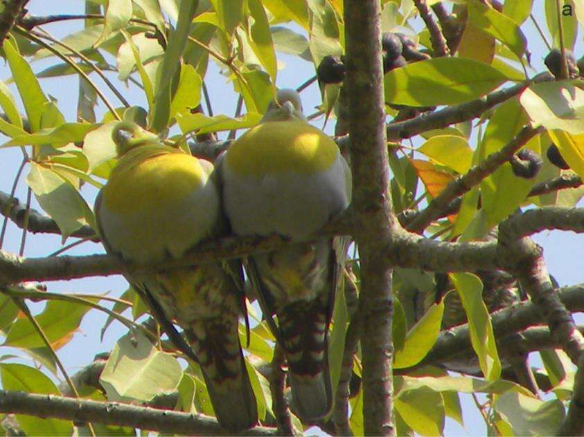 Image of Yellow-footed Green Pigeon