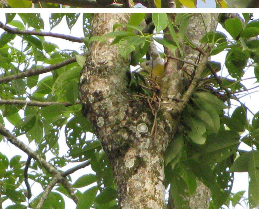 Image of Yellow-footed Green Pigeon