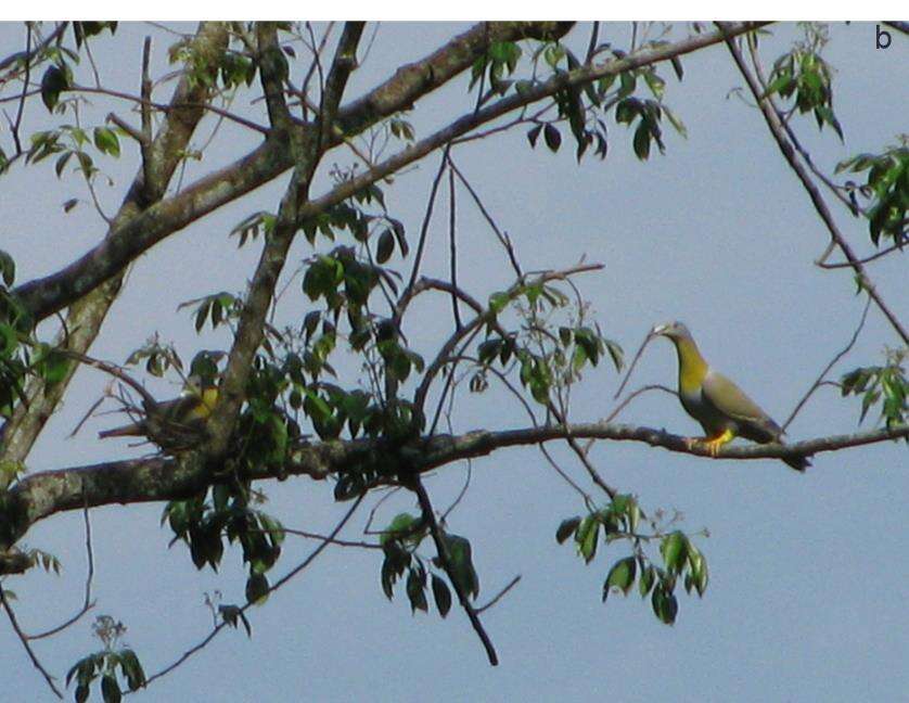 Image of Yellow-footed Green Pigeon