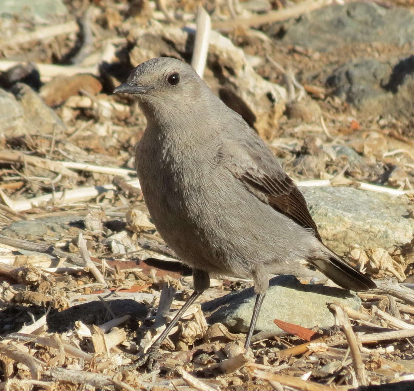 Image of Myrmecocichla monticola monticola (Vieillot 1818)