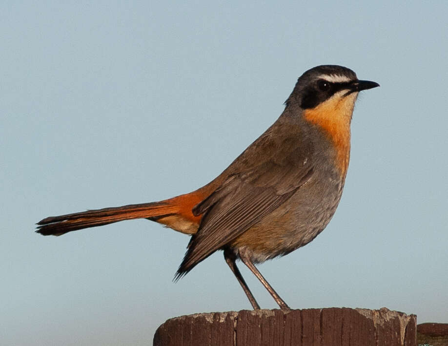 Image of Cape Robin