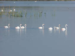 Imagem de Phoenicopterus roseus Pallas 1811