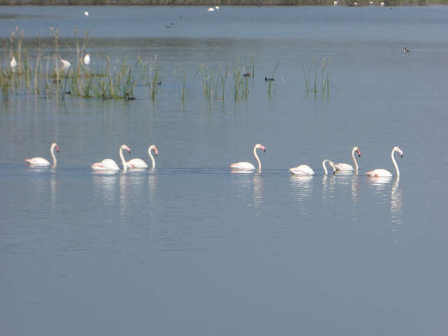 Imagem de Phoenicopterus roseus Pallas 1811