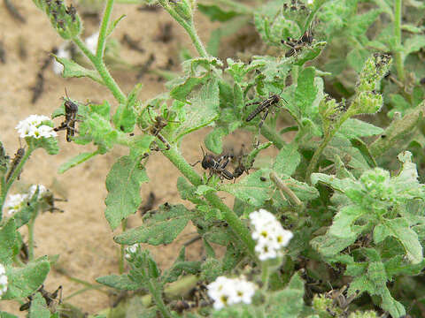 Image of Desert locust