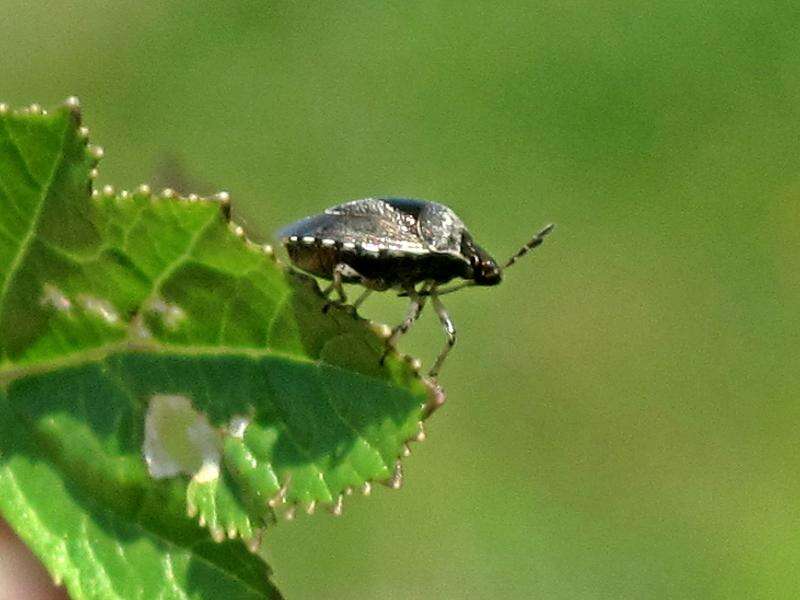 Image of <i>Eysarcoris venustissimus</i>