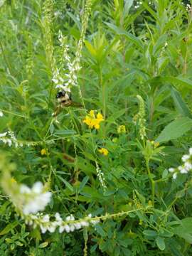 Слика од Bombus affinis Cresson 1864