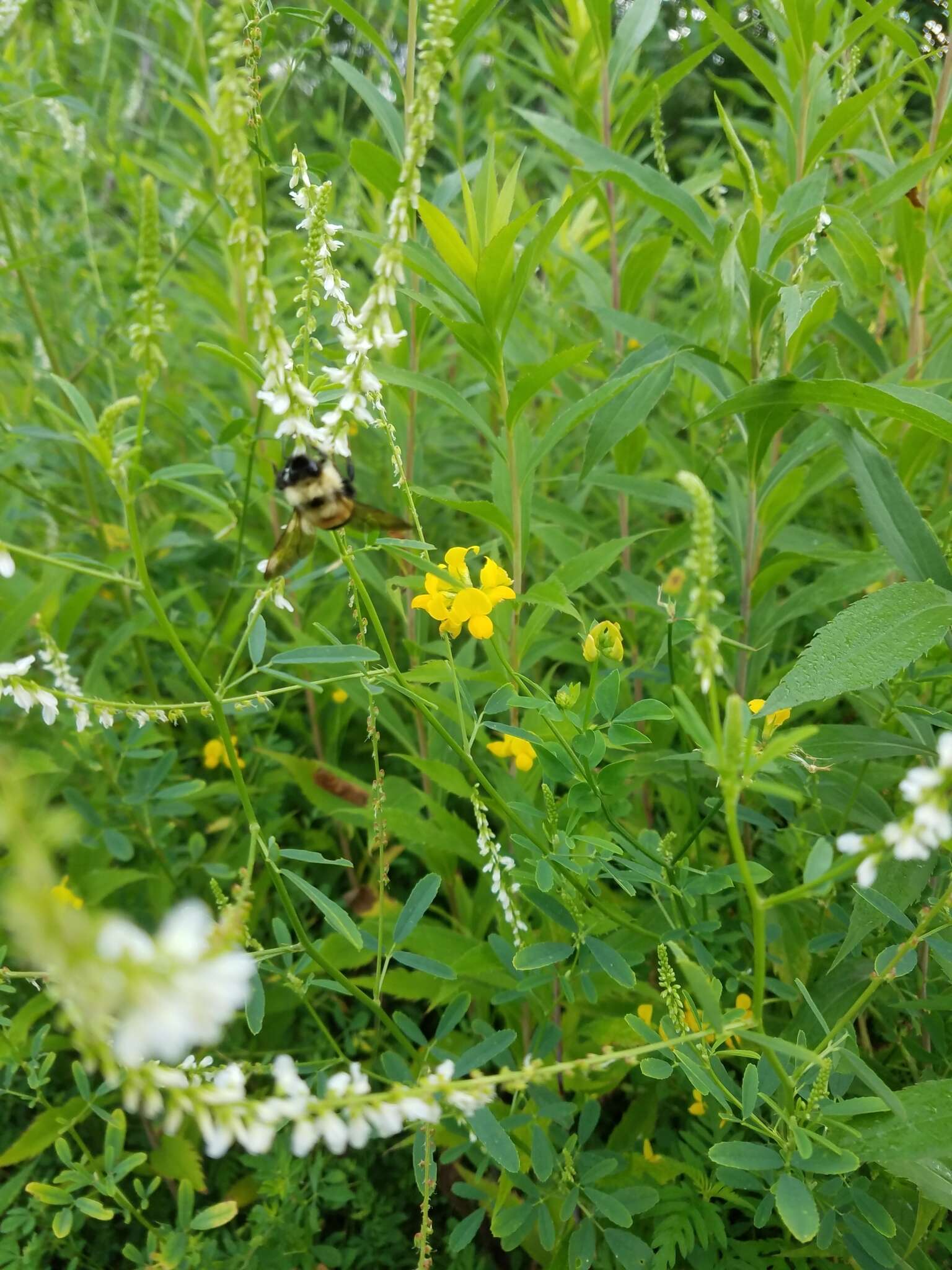 Image of Rusty patched bumble bee