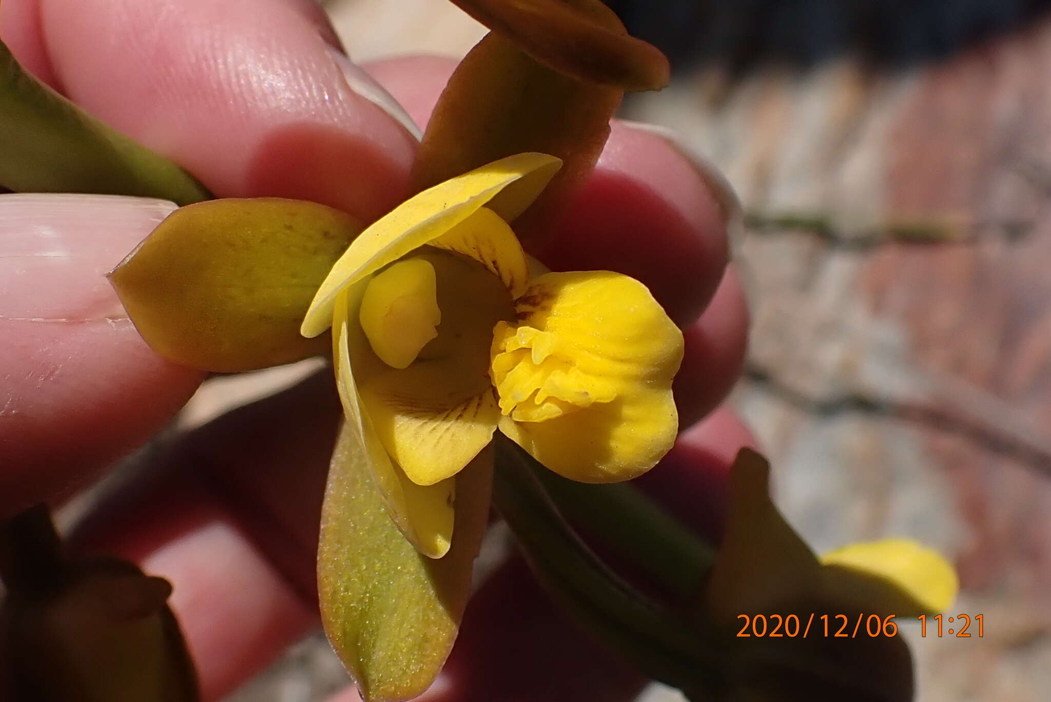 Eulophia platypetala Lindl.的圖片