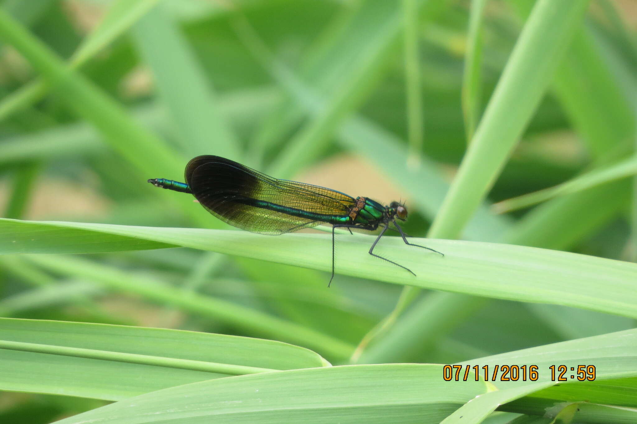 Image of River Jewelwing