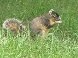 Image of Sciurus subgen. Sciurus Linnaeus 1758