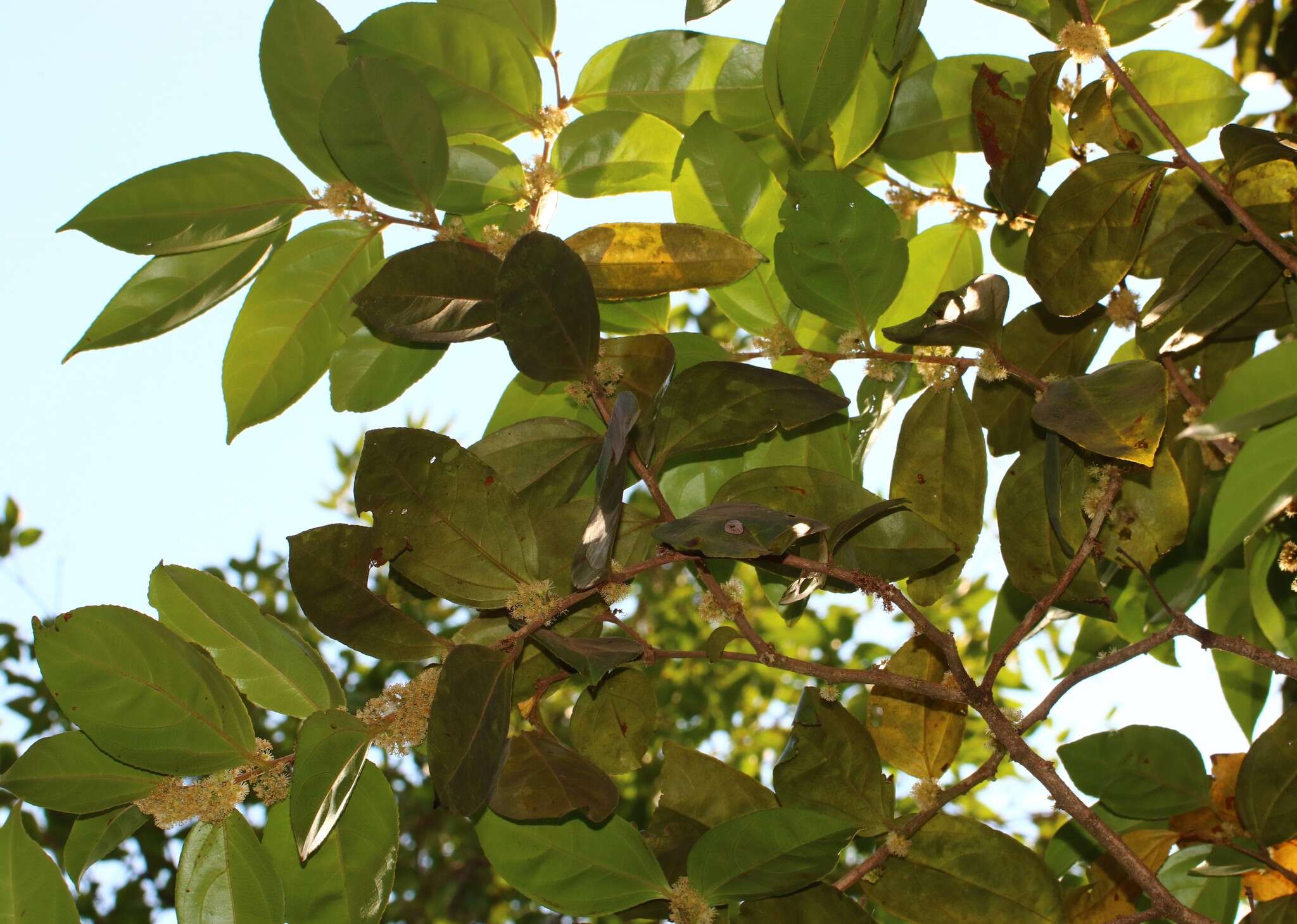 Image of Flacourtia montana J. Grah.