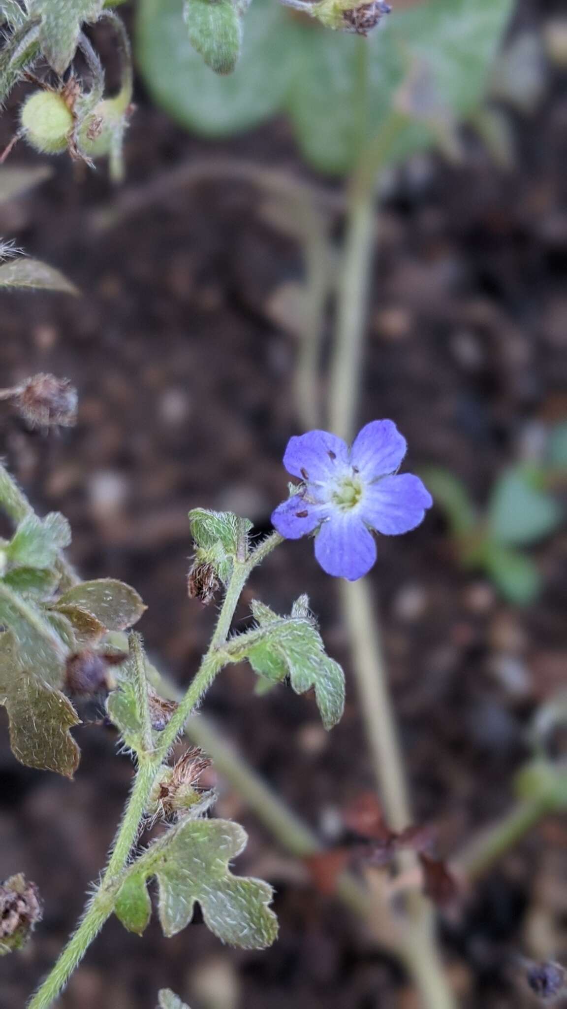 صورة Nemophila pulchella Eastw.