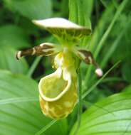 Image of Spotted lady slipper