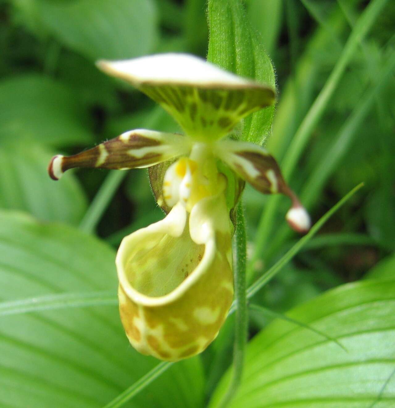 Image of Spotted lady slipper