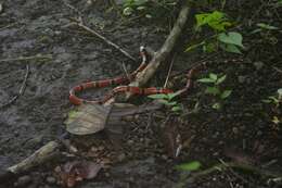 Image of Nayarit Coral Snake