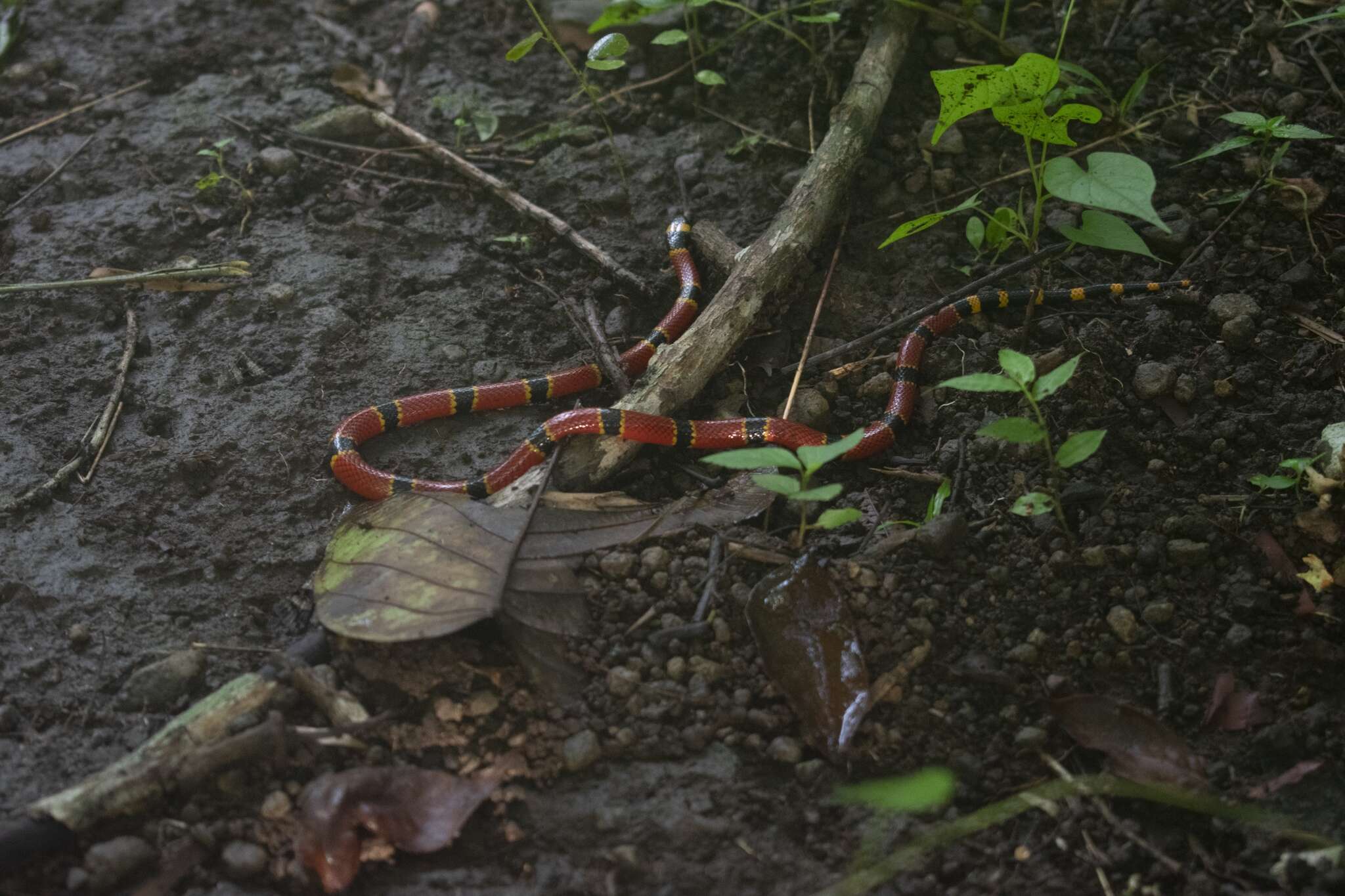 Imagem de Micrurus proximans H. M. Smith & Chrapliwy 1958