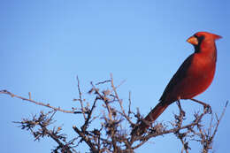 Image of Cardinalis Bonaparte 1838