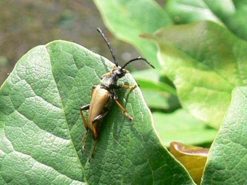 Image of Stictoleptura (Aredolpona) rubra (Linné 1758)