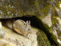 Image of Northern Mountain Viscacha